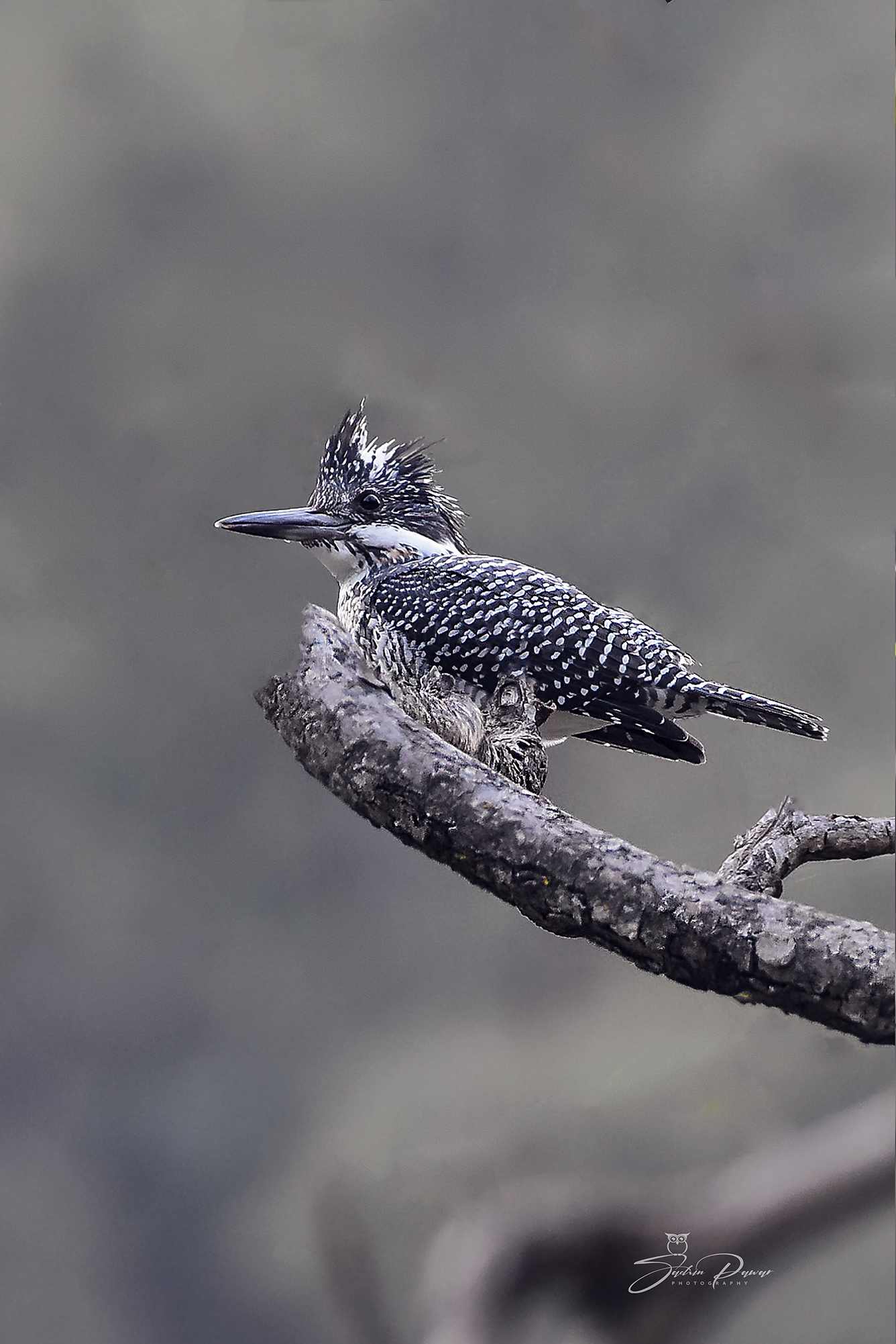 Crested Kingfisher